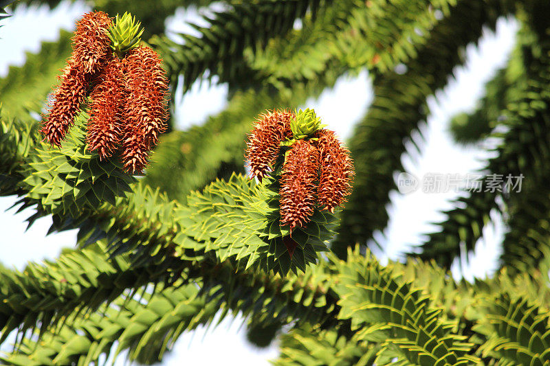 猴子拼图树枝，种子-球果/花(智利松/ Araucaria araucana)